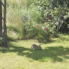 Kaninchen Besuch im Garten